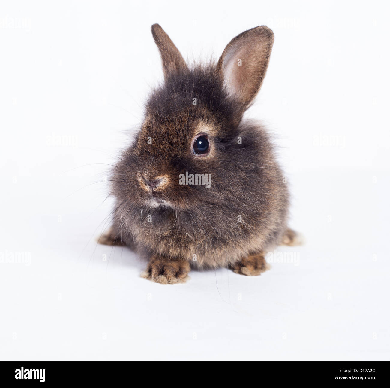 Coniglio grigio ( bunny ) isolati su sfondo bianco Foto Stock