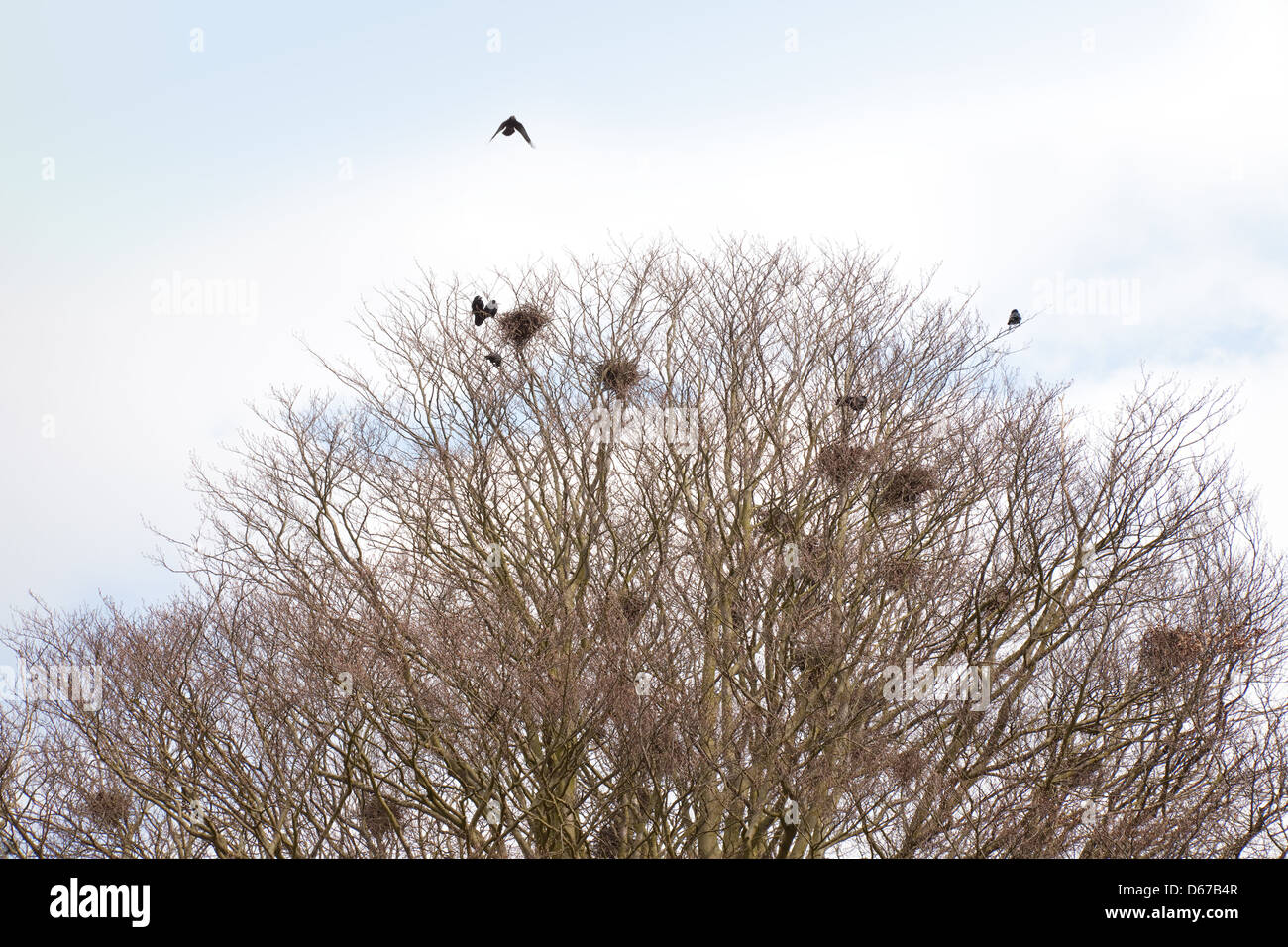 Rooks e i loro nidi in un rookery sulle cime degli alberi, Suffolk, Regno Unito Foto Stock