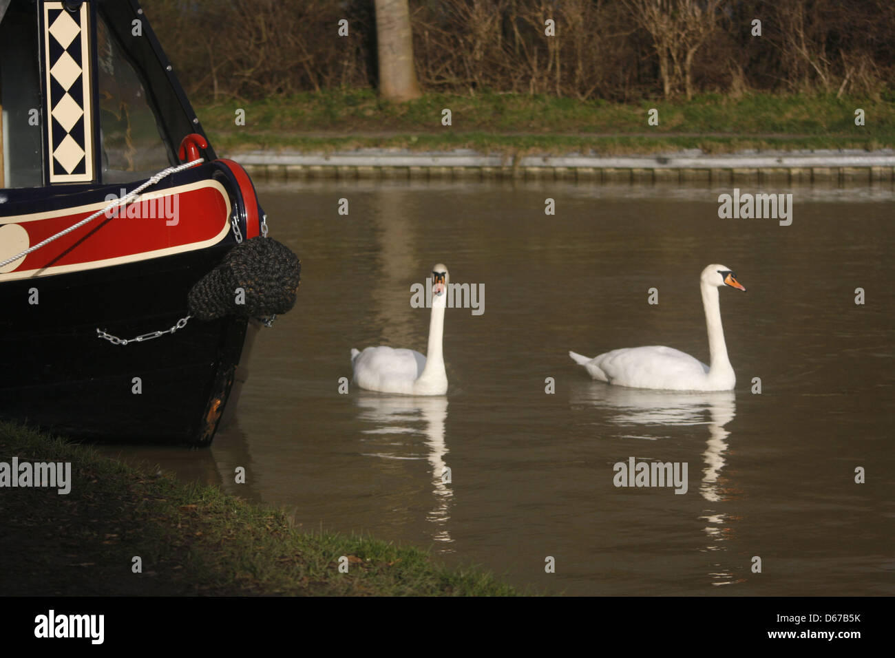 Una coppia di cigni a Foxton si blocca sulla linea di Leicester del Grand Union Canal. Foto Stock