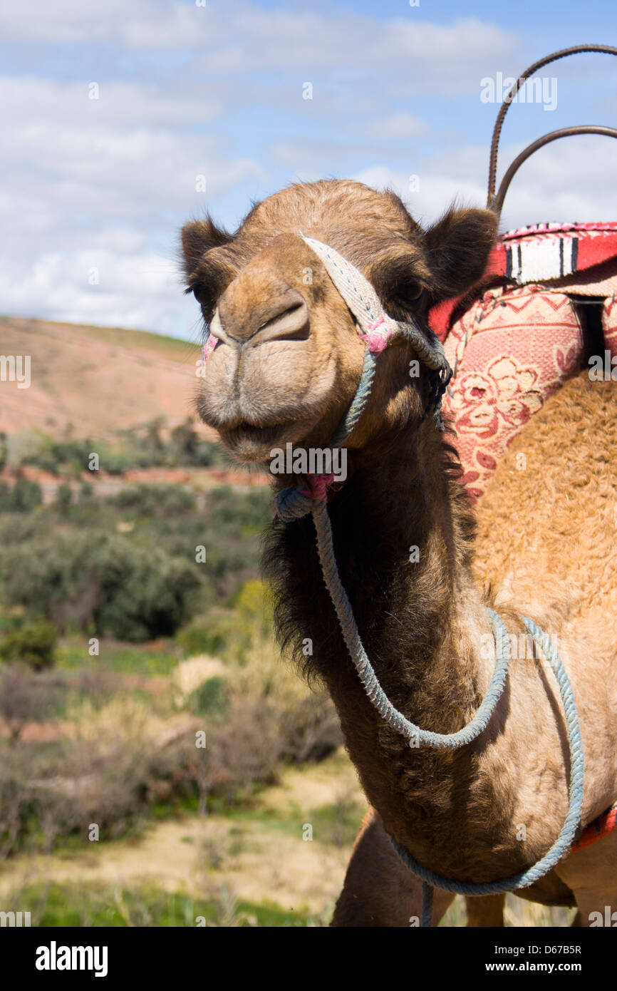 Un cammello dal bordo della strada a Tahannaout o Tahnaout, Al Haouz Provincia, Marrakech-Tensift-Al Haouz, Marocco. Foto Stock