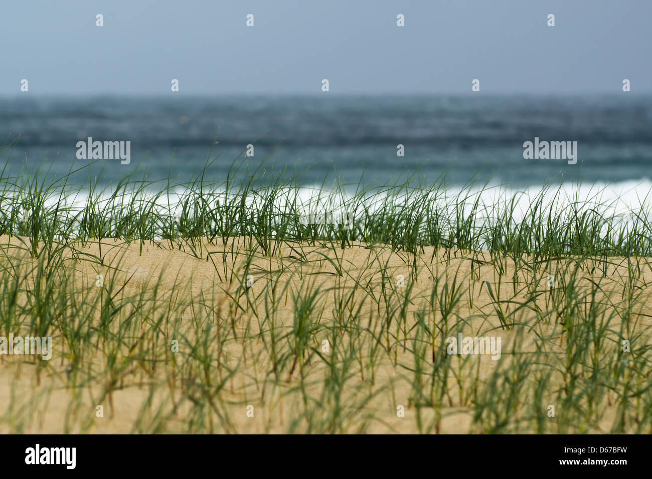 Erba sulla spiaggia sabbiosa con il mare in background Foto Stock