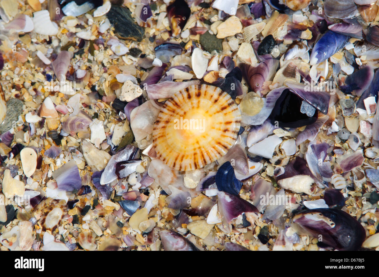 Molte conchiglie colorate nella sabbia sulla spiaggia Foto Stock