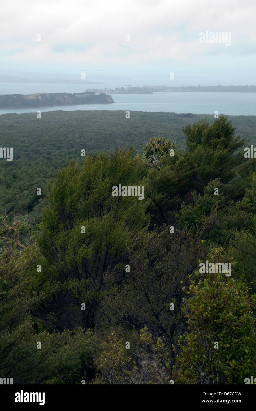Una vista di Rangitoto isola dell'Isola del nord della Nuova Zelanda Foto Stock