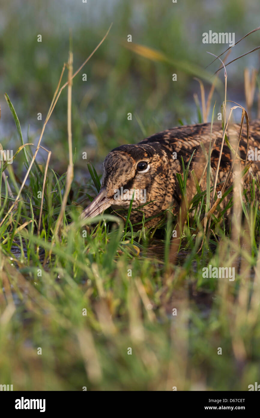 Scolopax rusticola - Beccaccia seduti in erba, nascondendo. Foto Stock