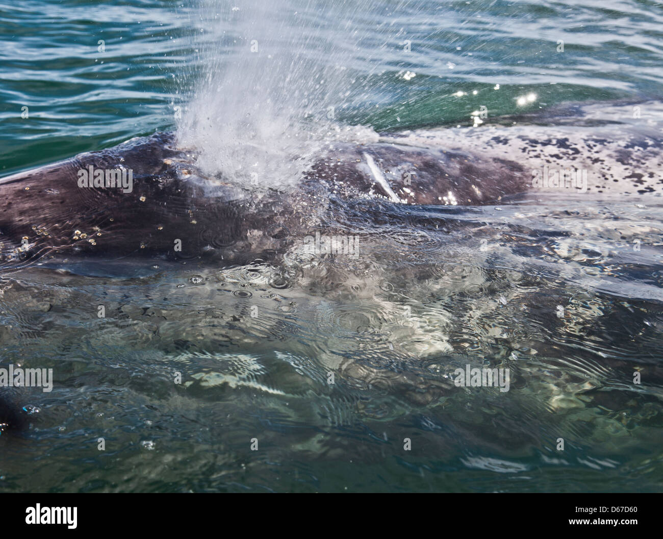 Un selvaggio, "amichevole" Balena Grigia, Eschrichtius robustus vitello, soffiaggio, blowhole. Laguna San Ignacio, Baja California Sur, Messico Foto Stock
