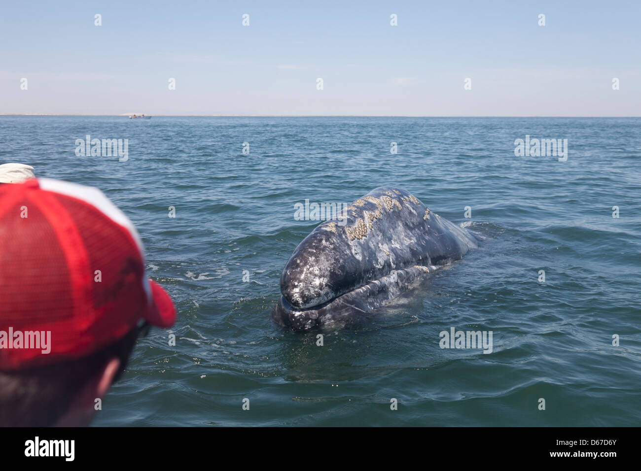 Ecoturista avente un incontro ravvicinato con un wild femmina grigio / Balena Grigia, Eschrichtius robustus; Laguna San Ignacio Messico Foto Stock