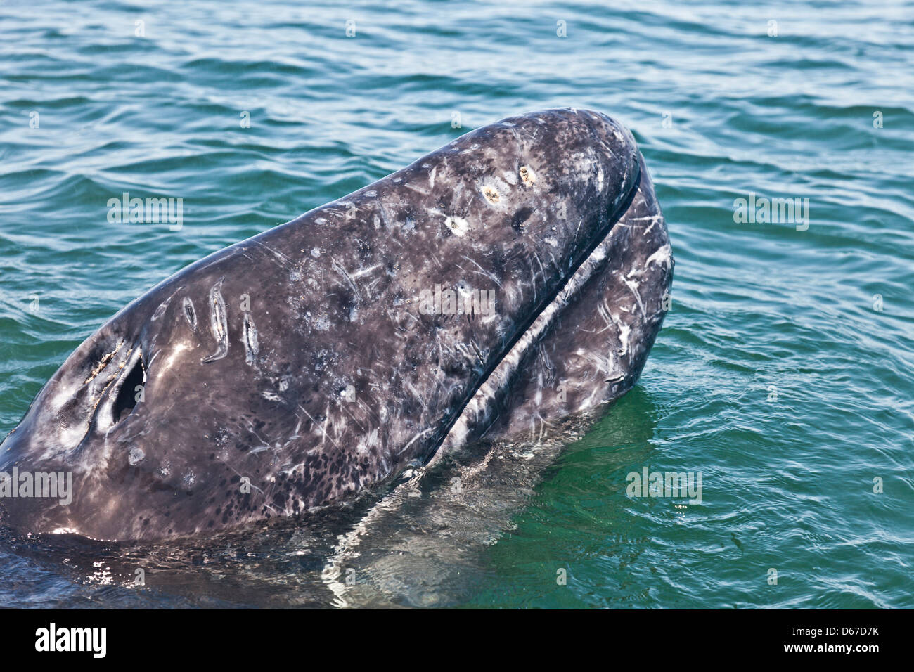 Un vicino la foto di un selvaggio grigio / Balena Grigia la testa, Eschrichtius robustus. Laguna San Ignacio, Baja California Sur, Messico Foto Stock