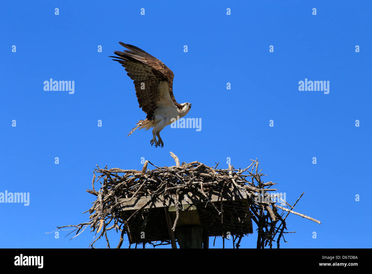 Il Falco pescatore (Pandion haliaetus), talvolta noto come il falco di mare, pesce eagle o pesce hawk, lo sbarco su un nido costruito su una piattaforma Foto Stock