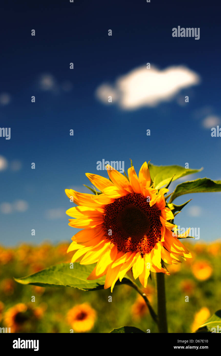 Una fotografia ravvicinata di un campo di girasole in Russia, scattata con un Nikon D5100 utilizzando un obiettivo Nikkor 35mm f/1,4, che crea una profondità di campo bassa e un effetto bokeh. È stato utilizzato un filtro polarizzatore per migliorare il colore dell'immagine e ridurre il riflesso. Foto Stock