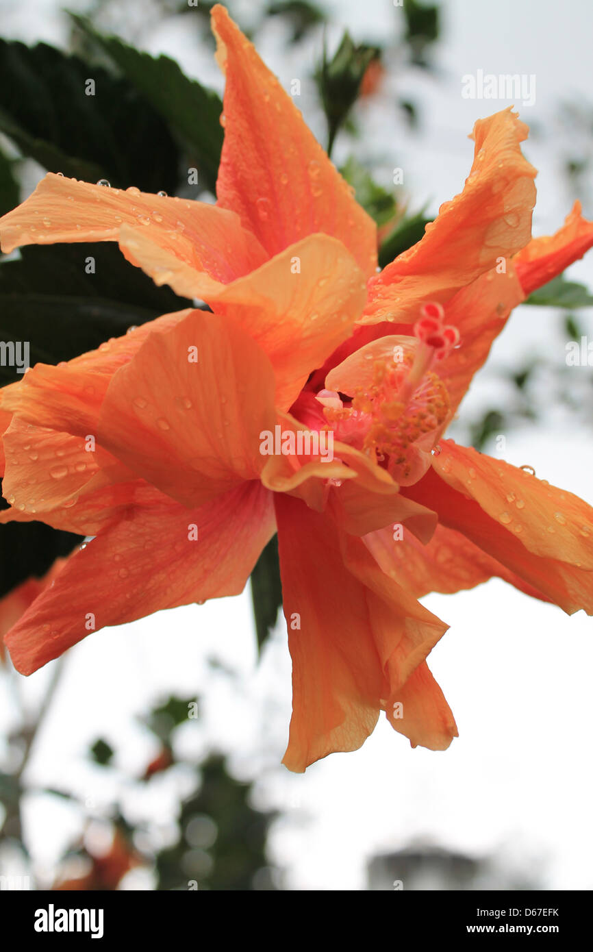 Malaysia fiore nazionale da Cameron Highlands Pahang Foto Stock