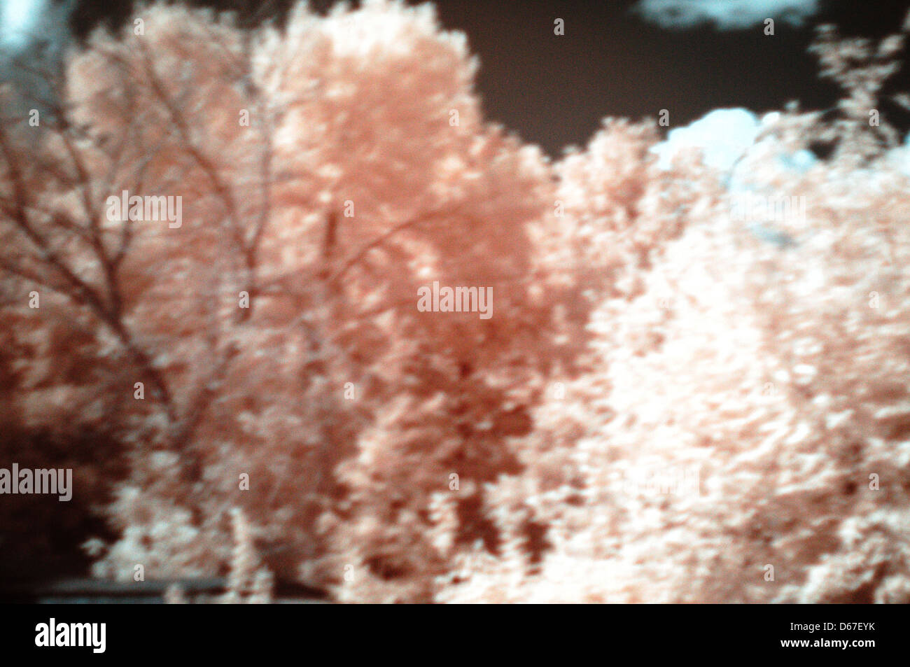 Questa immagine utilizza la fotografia a infrarossi (IR) per creare sorprendenti effetti pseudo-colore, fornendo uno stile visivo sperimentale. È stato elaborato utilizzando il software UFRAW e GIMP per una manipolazione del colore unica. Foto Stock