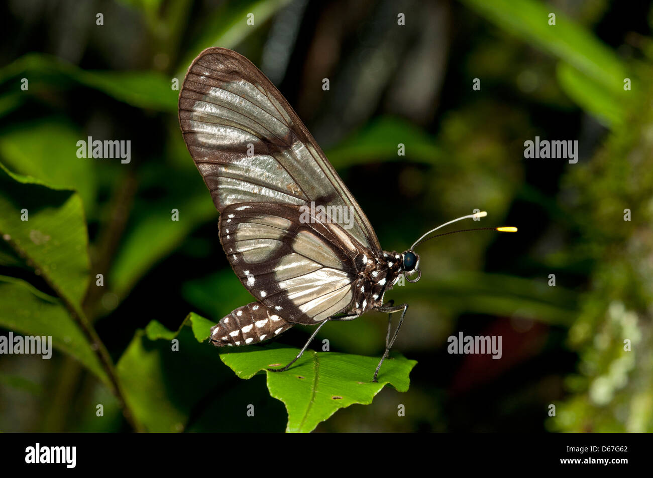 Glasswing gigante (Methona confusa), brush-footed farfalle (Nymphalidae), Tambopata Riserva Naturale di Madre de Dios regione, Perù Foto Stock