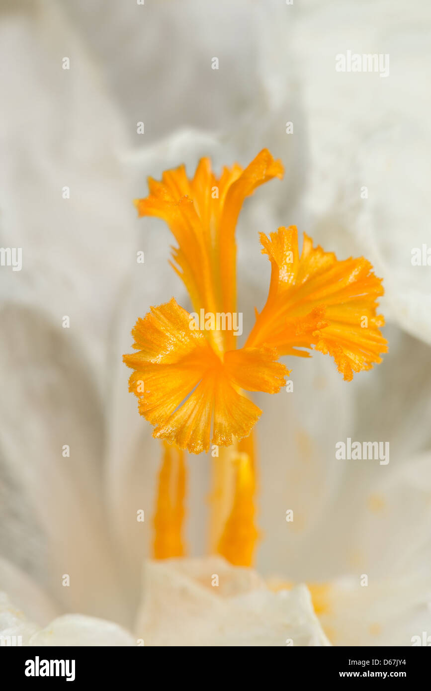 White crocus vernus fiore mostra arancio luminoso giallo pistillo contro un bianco brillante petali aperto Foto Stock