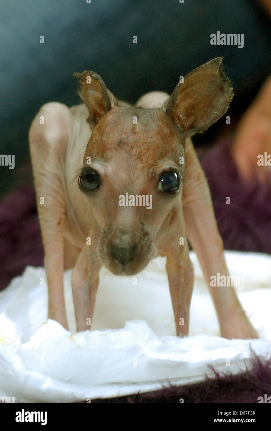 (HANDOUT) un documento datato 25 giugno 2012 mostra baby kangaroo Sabrina essendo curata da Regina Hamza in corrispondenza di una stazione di allevamento al parco Serengeti di Hodenhagen, Germania. Un allevatore ha trovato un joey in erba del kangaroo enclosure, secondo il parco su Martedì, 26 giugno 2012. Sabrina era probabilmente gettato fuori dalla custodia protettiva di sua madre Urmel. Foto: SERENGETI-PARK Foto Stock