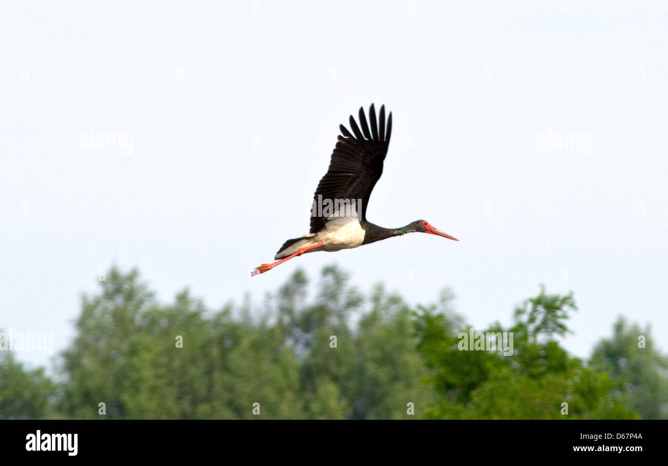 Una cicogna nera vola sopra i laghi di ex miniere di striscia in Raddusch, Germania, 19 giugno 2012. La cicogna nera è una specie in via di estinzione e molto pochi vivono nel Land di Brandeburgo. Foto: PETER BECKER Foto Stock