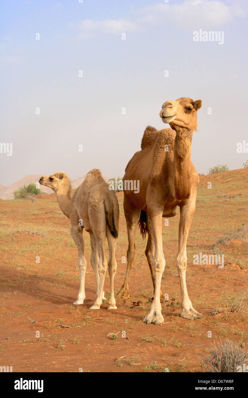 Un cammello con il suo vitello nei pressi di Wadi Al Faya, in l'Emirato di Sharjah negli EMIRATI ARABI UNITI. Foto Stock