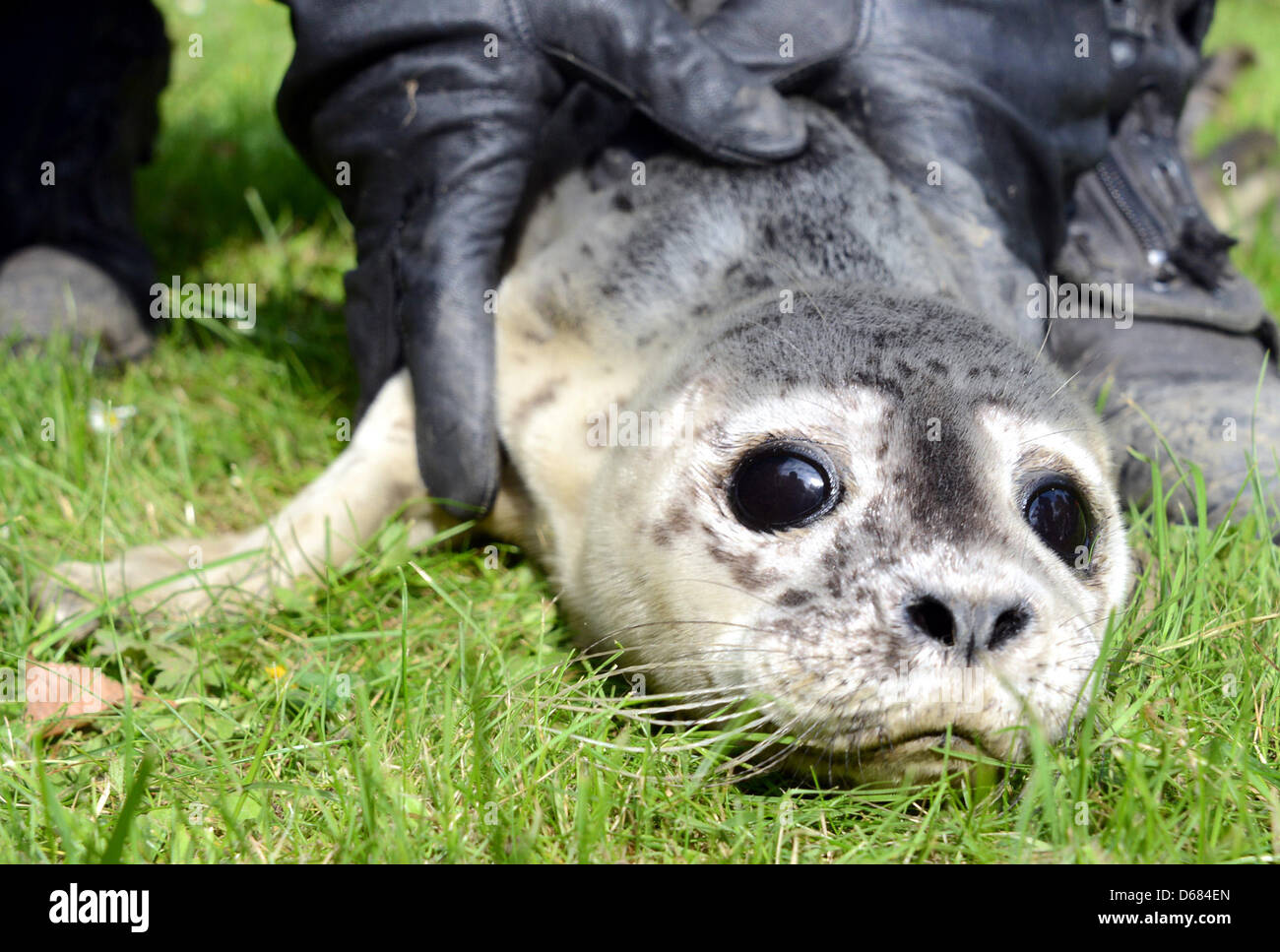 Una guarnizione del bambino è raffigurato in Amburgo, Germania, 03 luglio 2012. Probabilmente è stato separato dalla sua madre da forti correnti ed è stato catturato in mattinata ny Niess su un molo di Finkenwerder. Foto: Daniel Bockwoldt Foto Stock