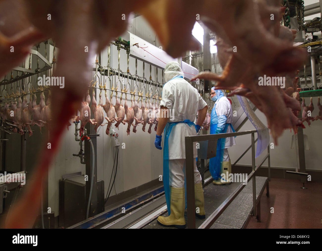 Gazzetta ispettori delle carni monitorare il processo di produzione di pollame Wiesenhof GmbH p in Moeckern, Germania, 18 luglio 2012. 160.000 animali sono elaborati presso il macello ogni giorno. Il sito impiega 400 persone in un sistema a due turni. Foto: Jens Wolf Foto Stock