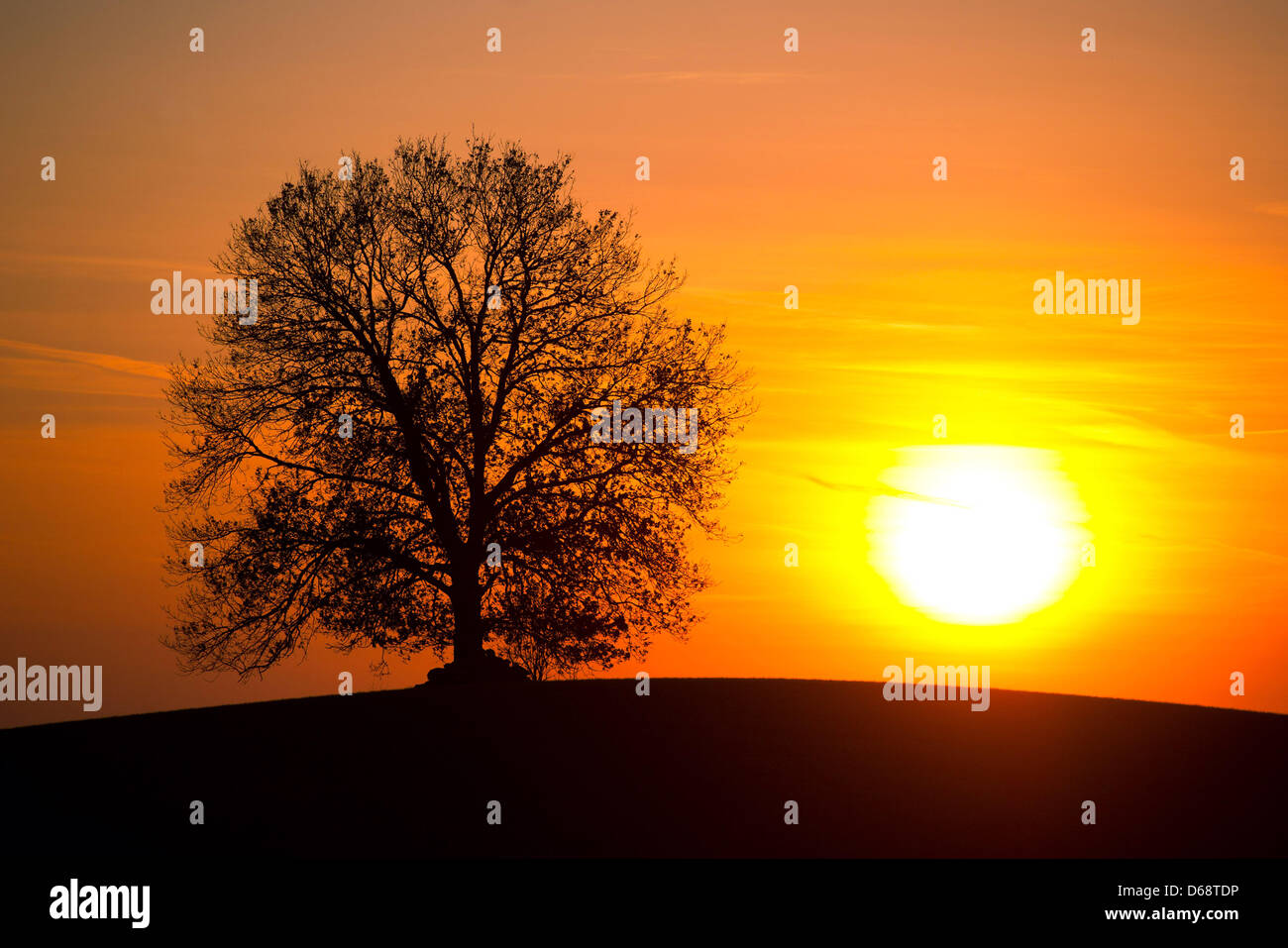 FILE - Un archivio foto datata 30 gennaio 2012 mostra il sole che tramonta ina burst di colore dietro una collina con un unico albero vicino a Funkenhagen, Germania. Le temperature sono in aumento in Germania, nessuno dubita che qualsiasi altro. Ma che cosa significa? Meteorologi domanda di mettere la ricerca in pratica. Foto: Patrick Pleul Foto Stock