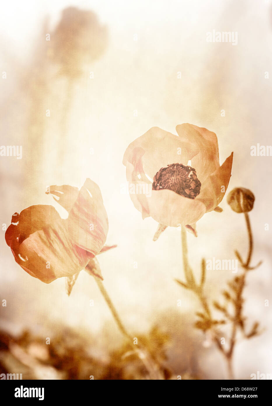 Bella foto grunge di fiori di papavero, prato fiorito, in stile retrò foto, primavera la natura, vecchia immagine vintage Foto Stock