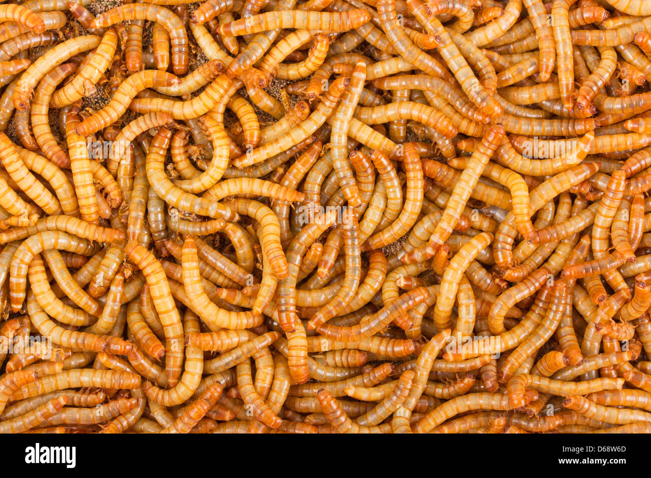 Texture di sfondo di mealworms Foto Stock