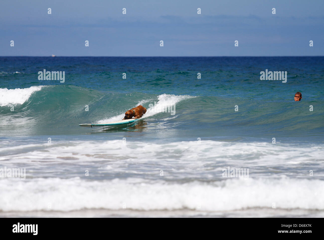 Surfer cane. Cane navigare solo su di una tavola da surf. Fuerteventura Isole Canarie Foto Stock