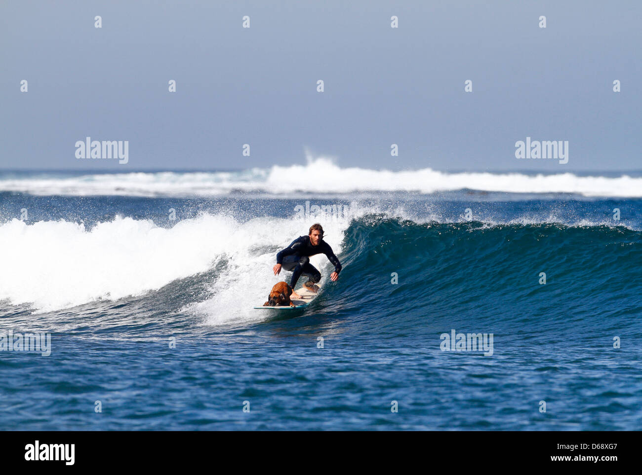 Surfer con un cane surf un onda verde. Fuerteventura Isole Canarie Foto Stock