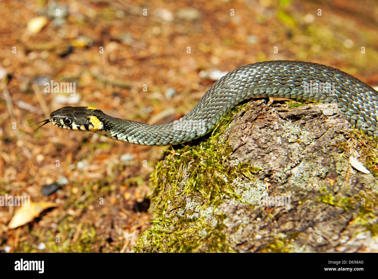 Biscia in background di foresta. Natrix natrix Foto Stock