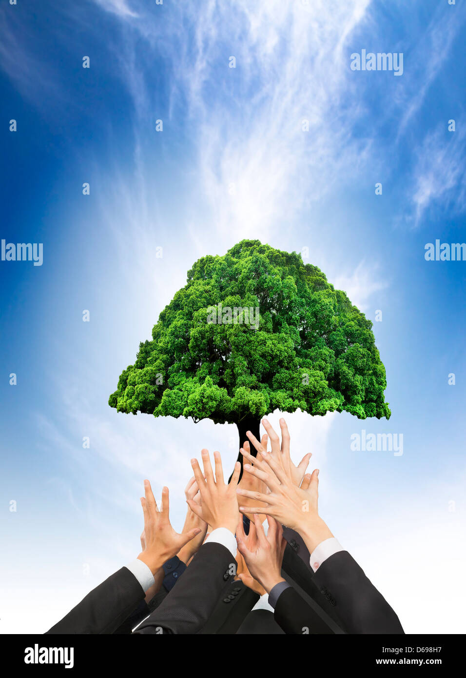 Le mani della gente di affari azienda green vecchio albero. business con il concetto di eco Foto Stock
