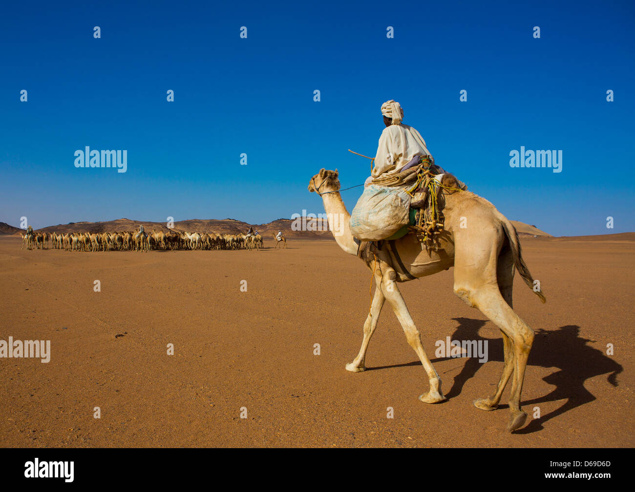 Cammelli sudanese mandria di andare in Egitto, Dongola, Sudan Foto Stock