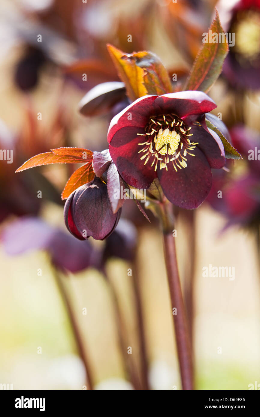 Hellebores fotografato in un giardino inglese nel sole primaverile Foto Stock