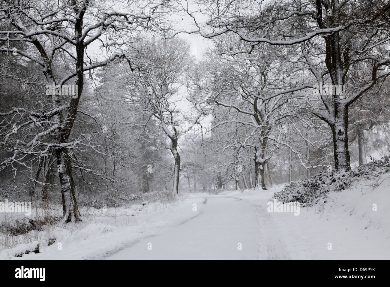 Alberi e percorso nel bosco innevato Foto Stock