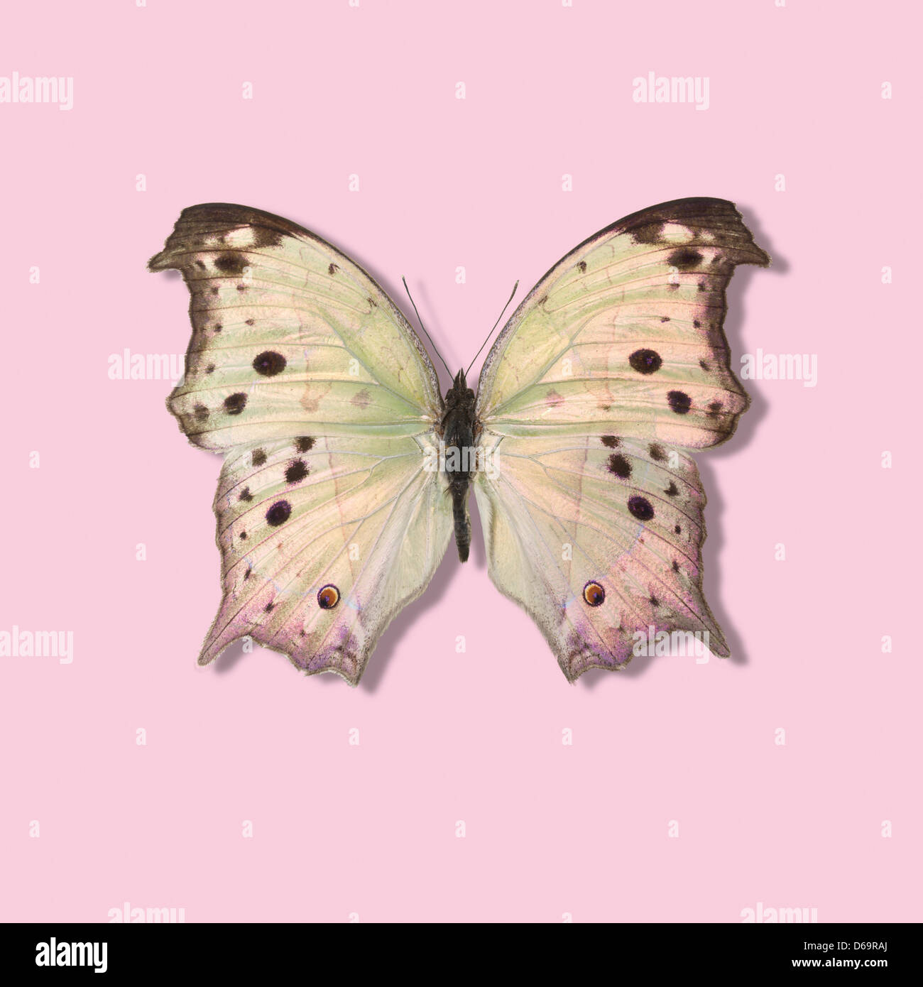 Close up taxidermied butterfly Foto Stock