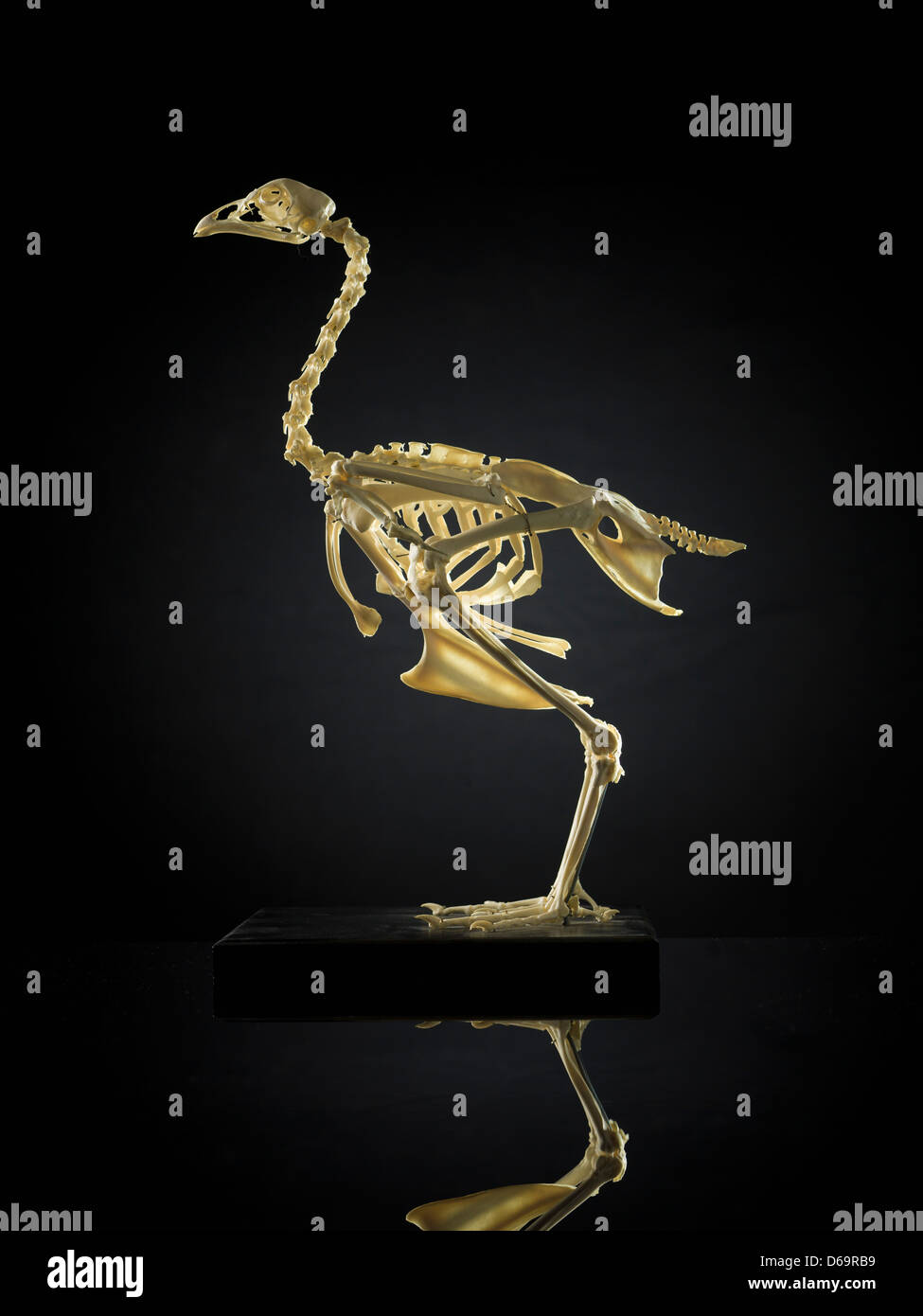 Close up di scheletro di animale Foto Stock