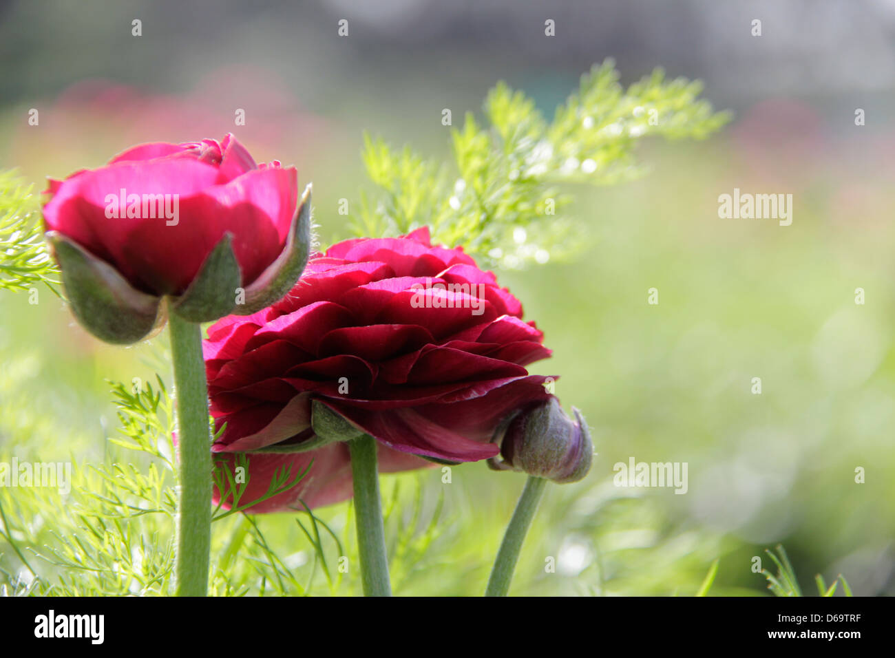 Paio di Rosa roselline- Ranunculus asiaticus. Foto Stock
