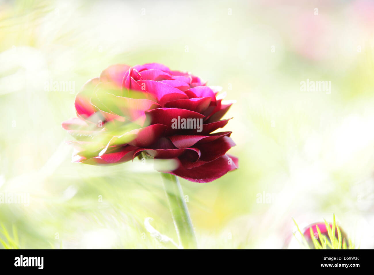 Rosa ranuncolo persiano (Ranunculus asiaticus) nel giardino soleggiato.Shallow DOF con bokeh di fondo Foto Stock