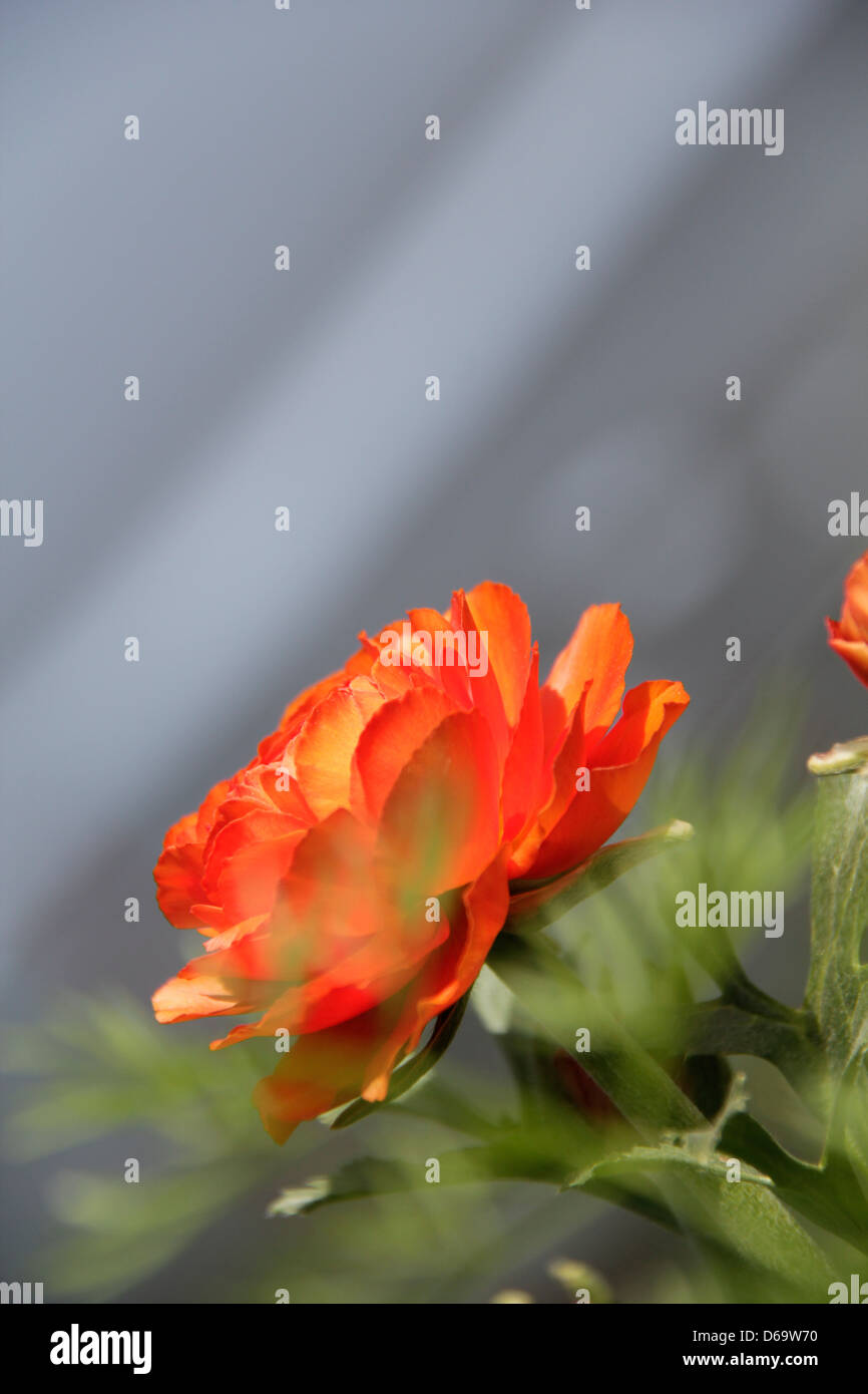 Arancio ranuncolo persiano (Ranunculus asiaticus) .Shallow DOF con bokeh di fondo Foto Stock
