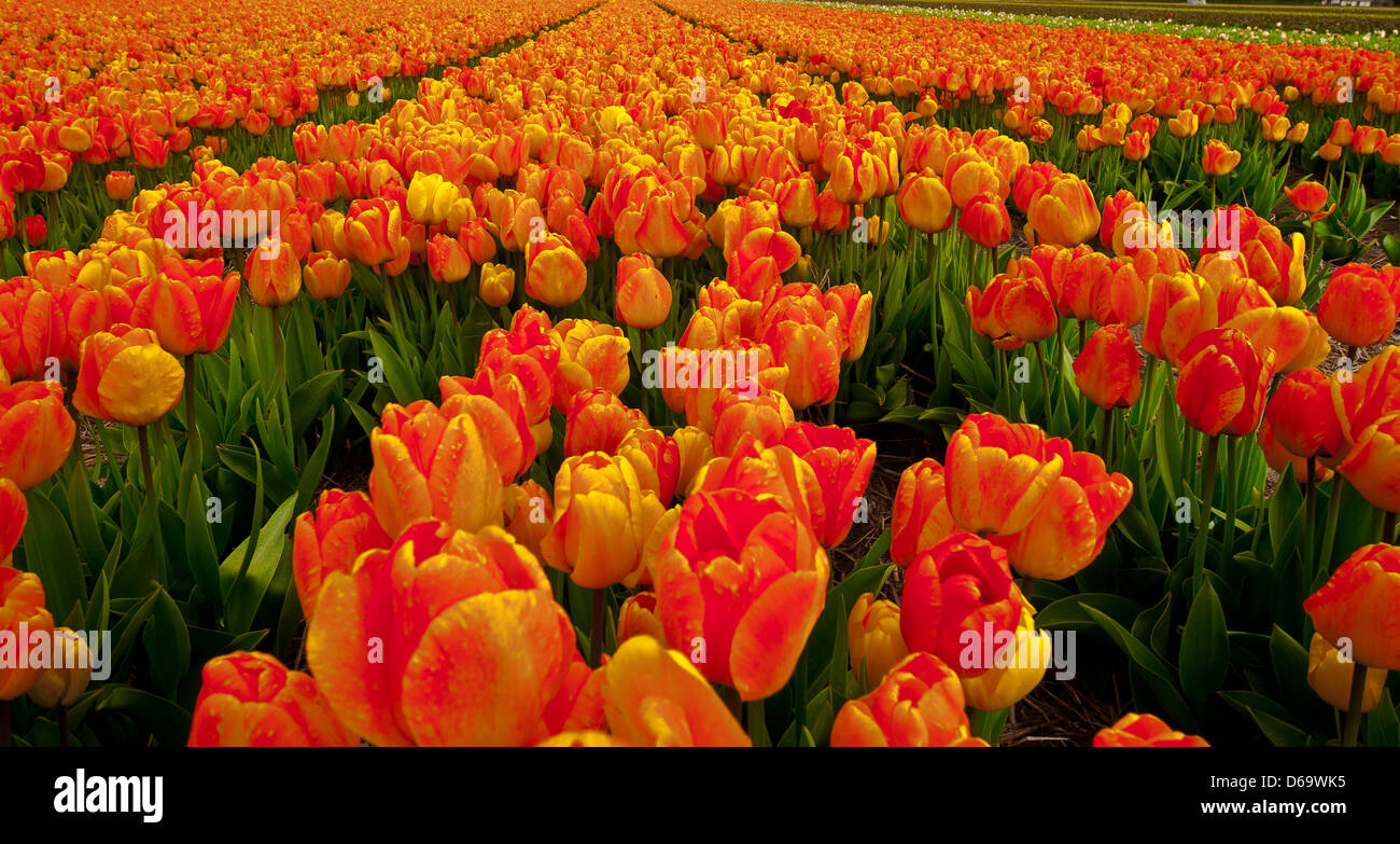 Tulipani olandesi Foto Stock