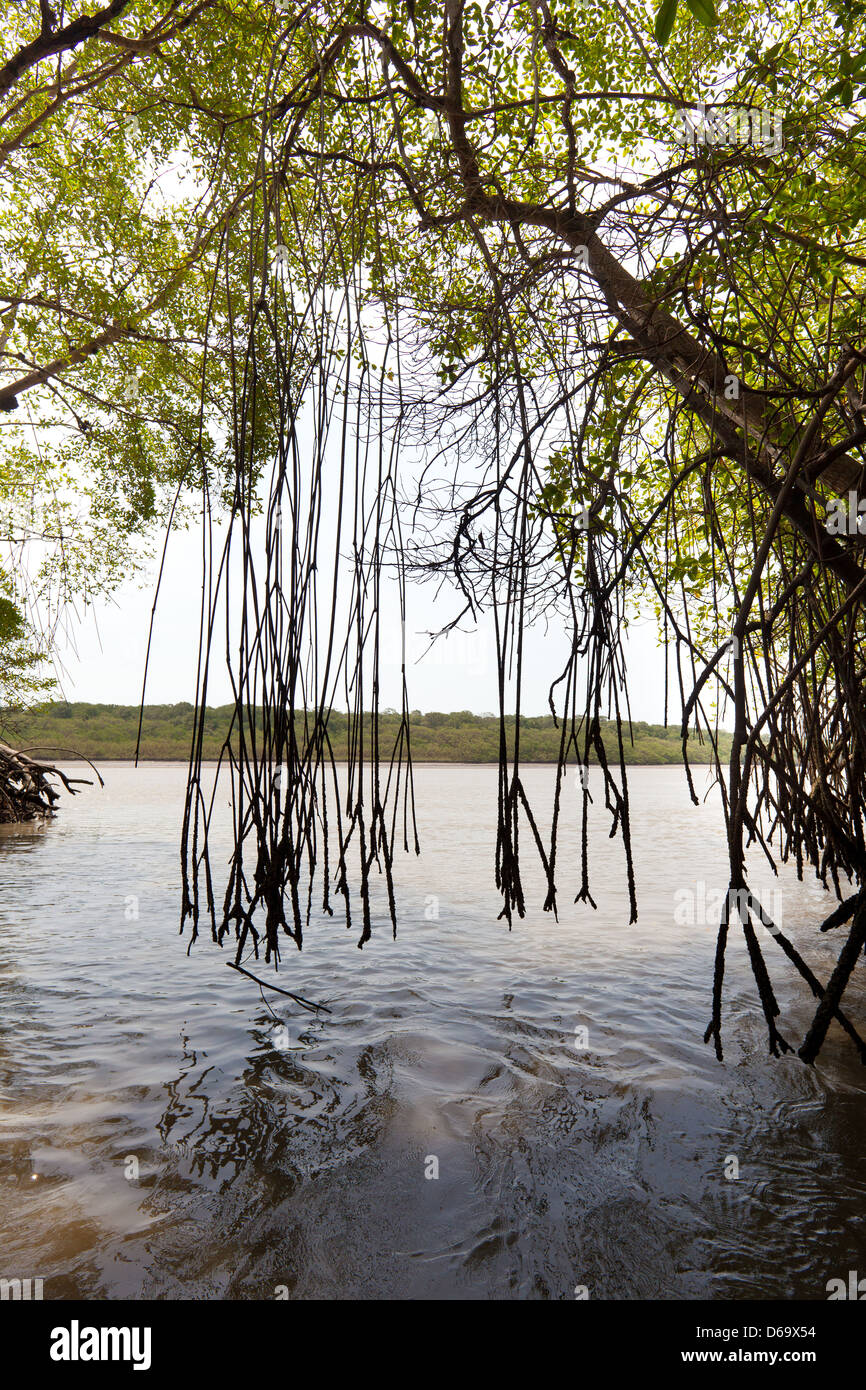 La foresta di mangrovie accanto a Rio Grande, vicino alla costa del Pacifico, Cocle Affitto provincia, Repubblica di Panama. Foto Stock