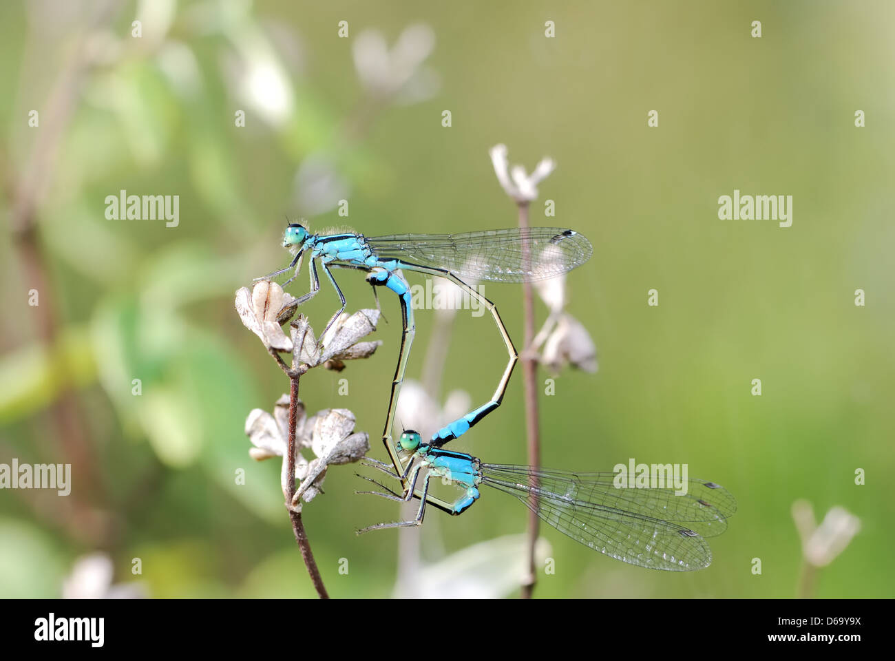 Macro di un paio di damselflies di accoppiamento Foto Stock