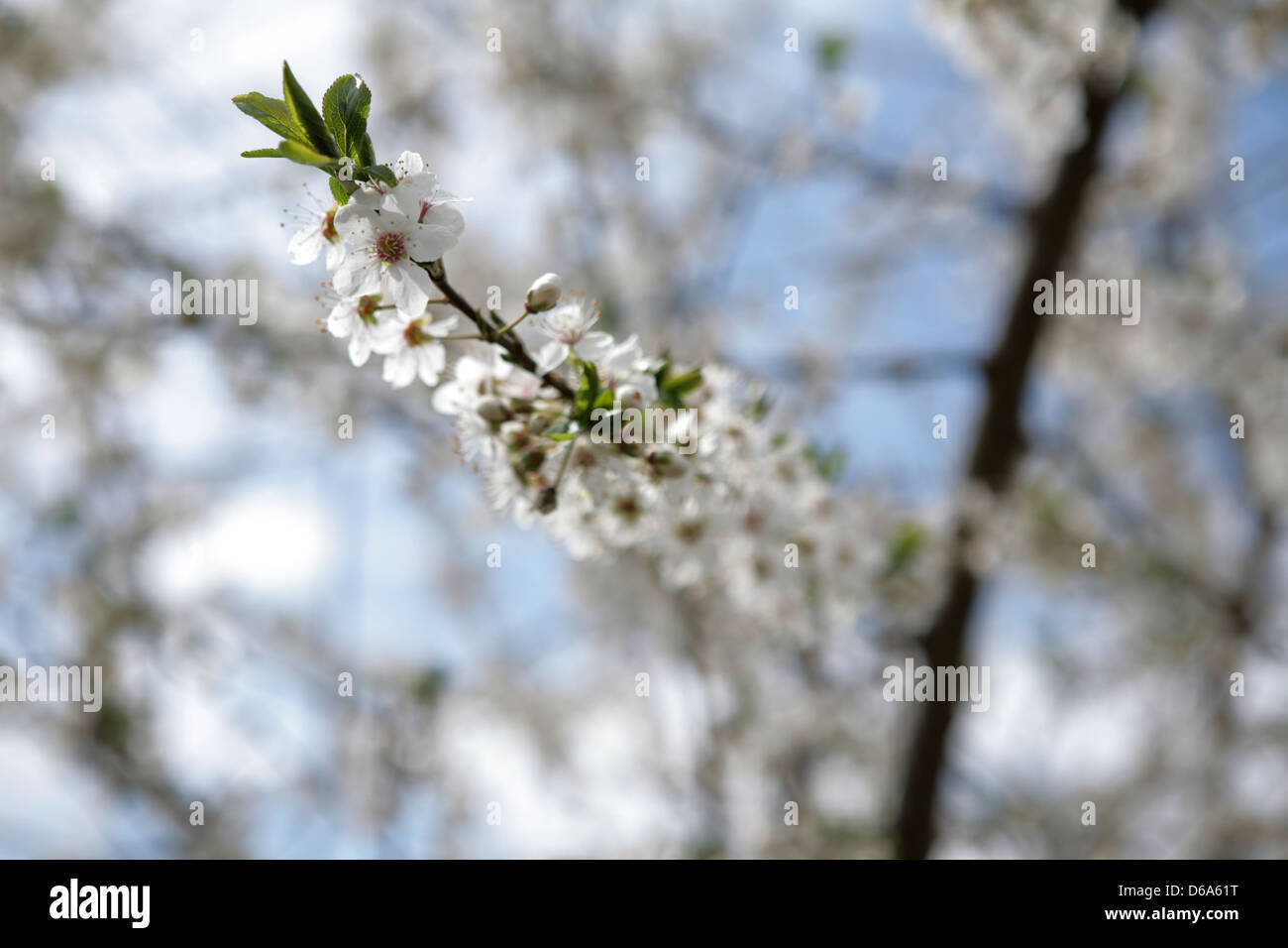 Bianco apple blossom nel tempo primaverile Foto Stock