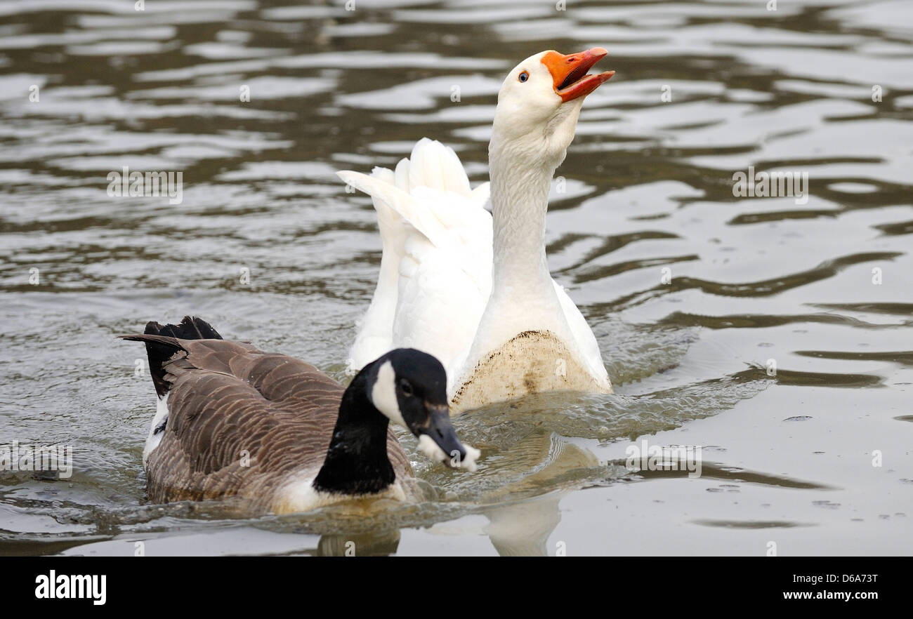 White romano e un Canada Goose nuoto insieme sulle sponde di un lago. Foto Stock