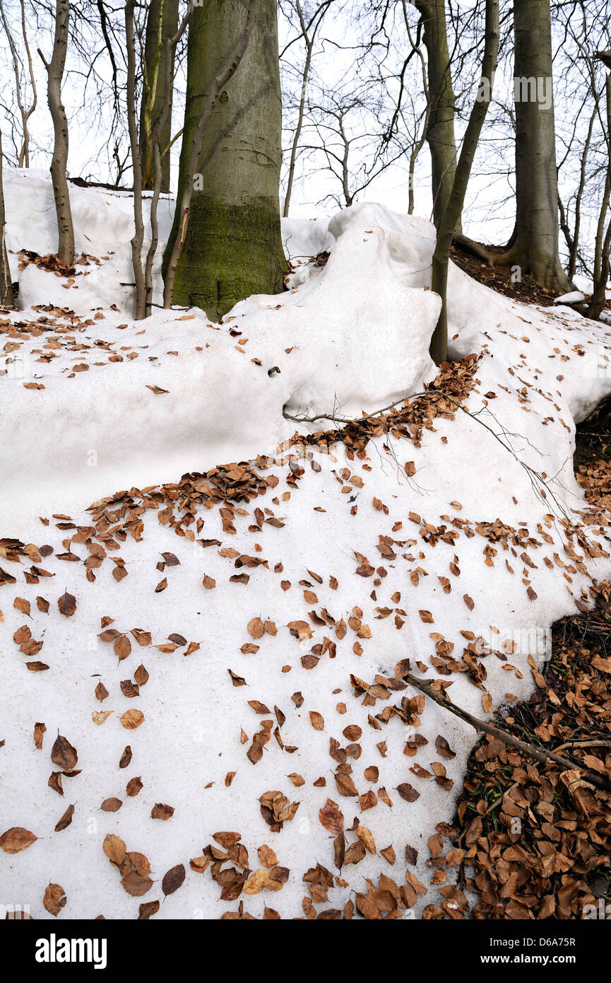 Faggio foglie nel suo colore di autunno al di sopra di uno strato di neve. Foto Stock