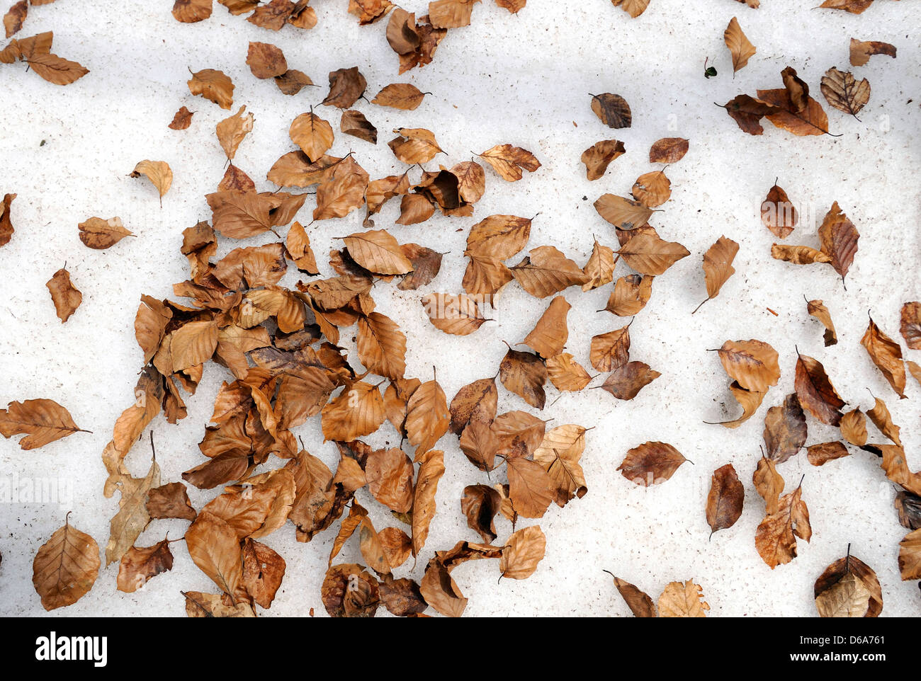Faggio foglie nel suo colore di autunno al di sopra di uno strato di neve. Foto Stock