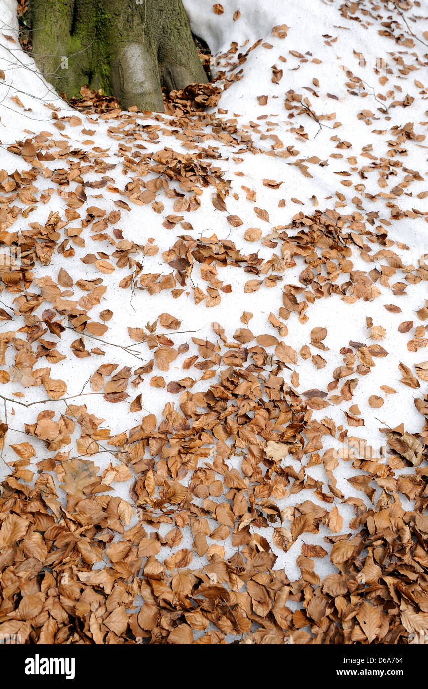 Faggio foglie nel suo colore di autunno al di sopra di uno strato di neve. Foto Stock