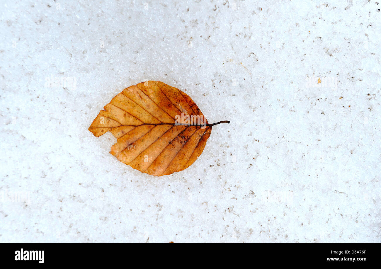 Faggio foglie nel suo colore di autunno al di sopra di uno strato di neve. Foto Stock