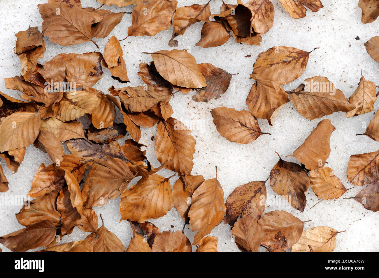 Faggio foglie nel suo colore di autunno al di sopra di uno strato di neve. Foto Stock