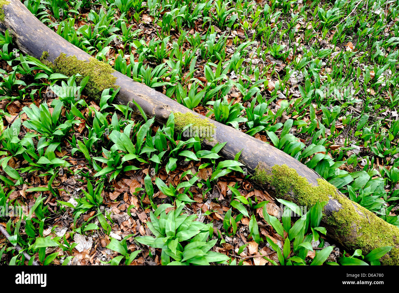 Aglio selvatico piante che ricopre il pavimento del bosco verde con le loro foglie. Foto Stock