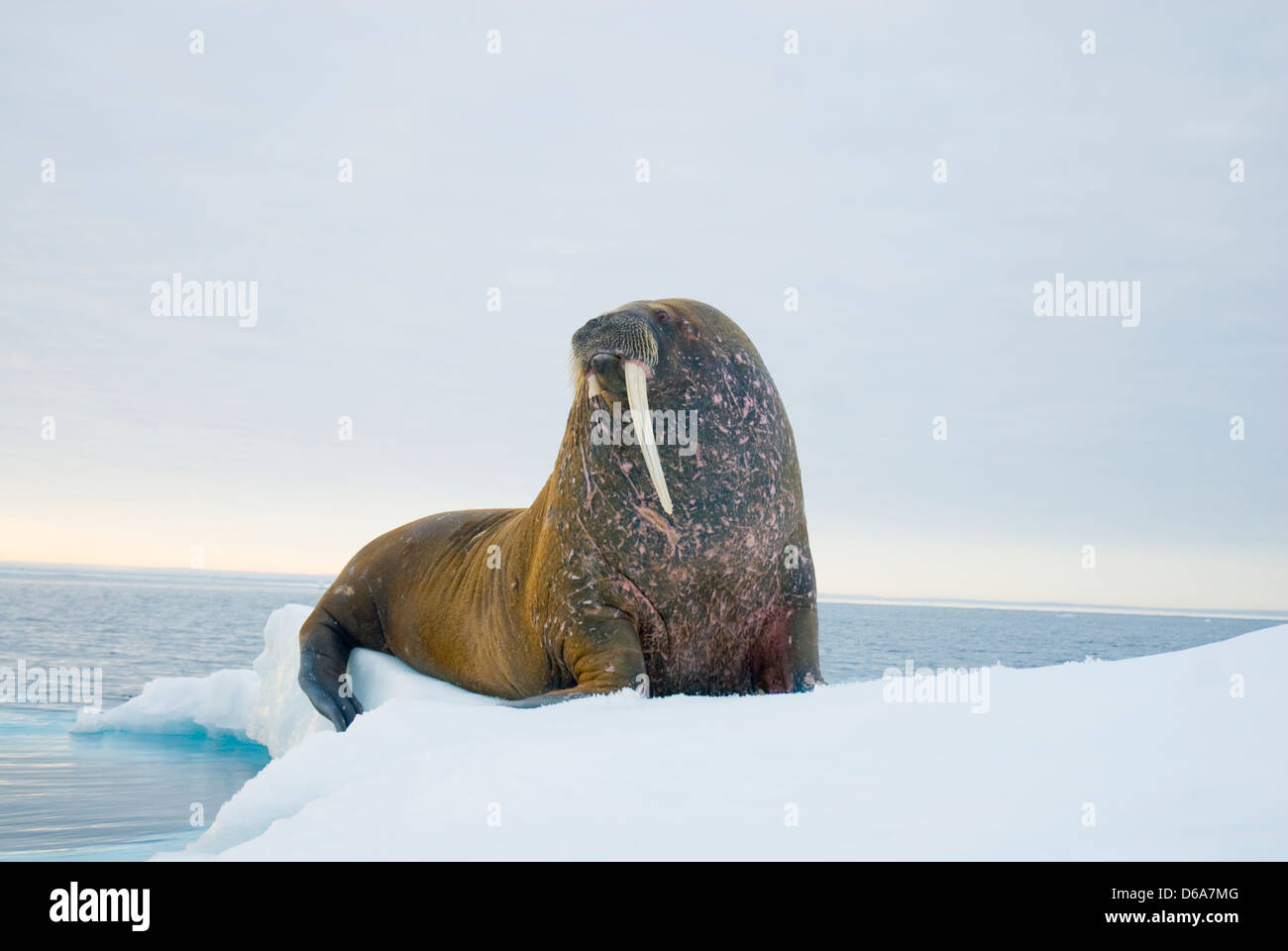 Mare di Groenlandia, Norvegia, l'arcipelago delle Svalbard, Spitsbergen. Tricheco, Odobenus rosmarus, bull con una zanna su floating mare di ghiaccio Foto Stock