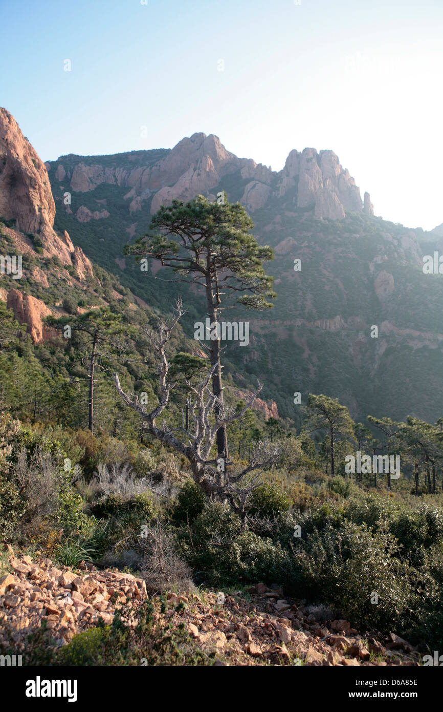 Lone Pine Tree tra caldo color rocce di sunrise in Saint Barthelemy sud della Francia Foto Stock